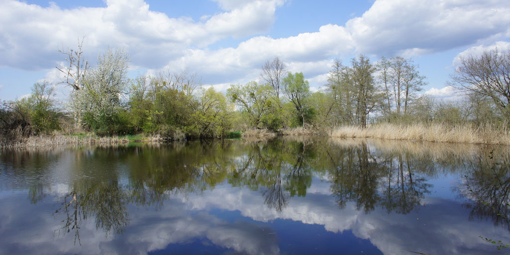 One of the three fish ponds.