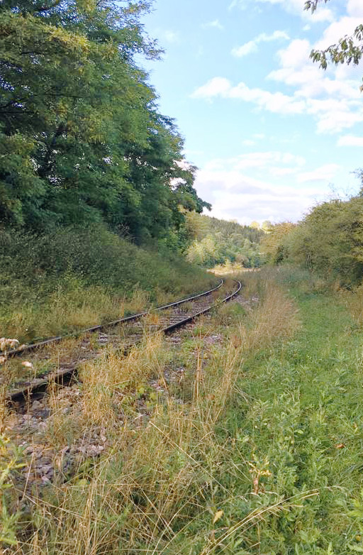 Old overgrown railroad tracks.