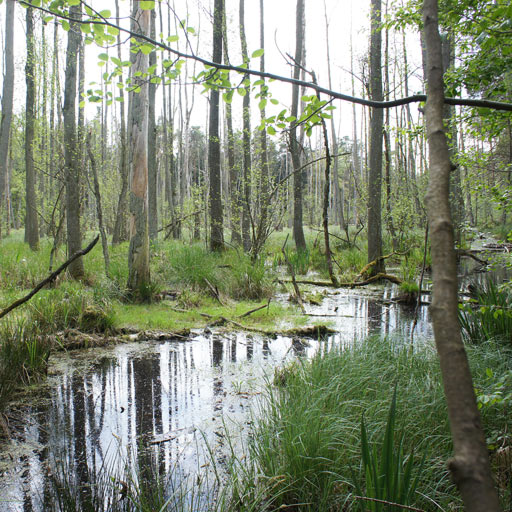 The swamp.