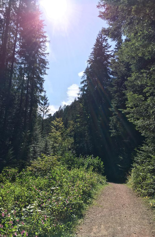 The beautiful black forest West Trail.