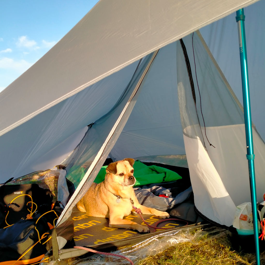 Dog lieing in a tent.