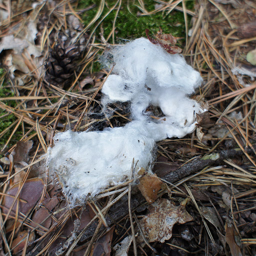 Remnants of a tampon found in the wood.s