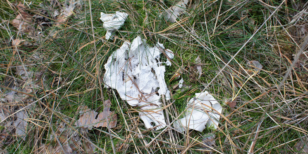 Toilet paper trash and litter found in the wood.